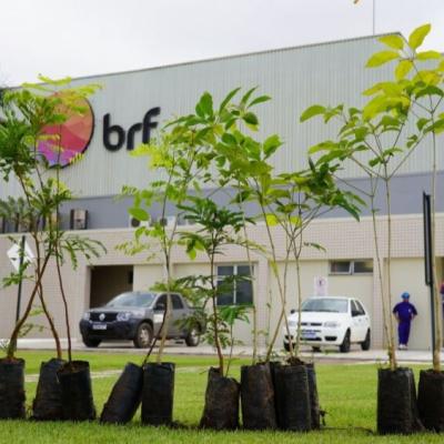 Tragédia no trabalho: grávida é impedida de sair para dar à luz, e bebês morrem dentro de frigorífico da BRF em MT